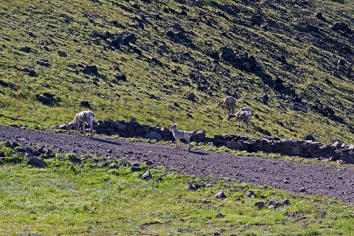 [Bighorns on Washburn]