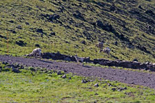 Washburn Bighorns