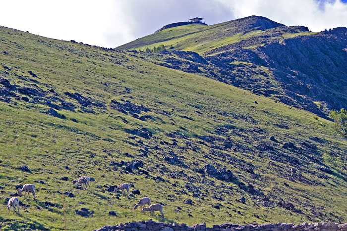 [Fire Tower and Bighorns]