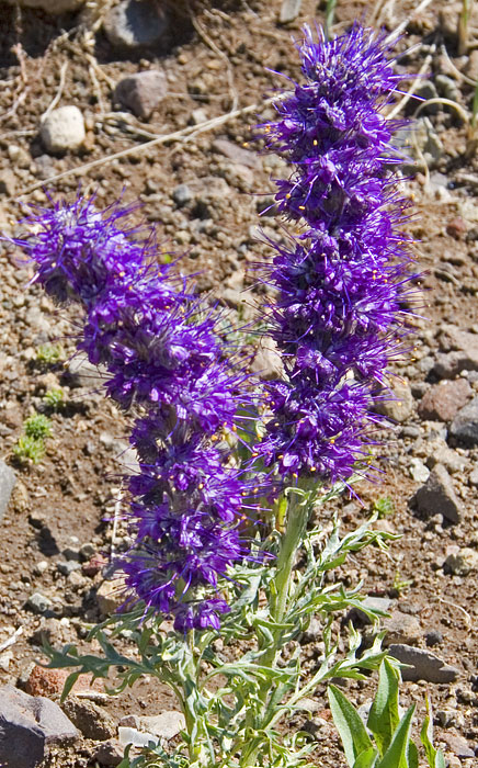 [Silky Phacelia]