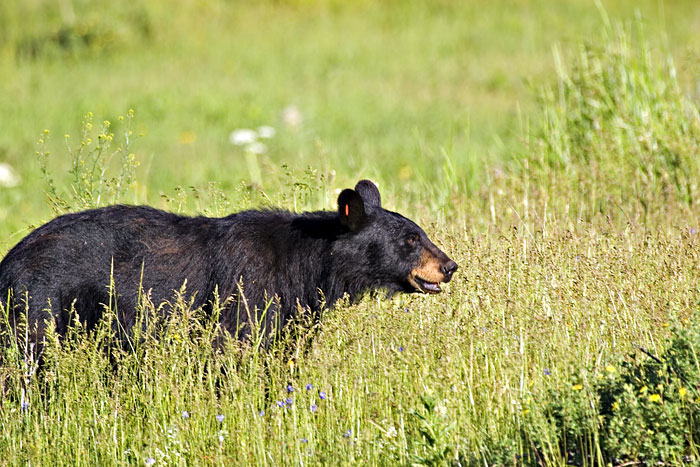 [Black Bear]