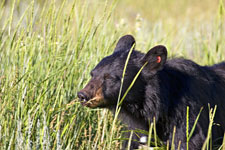 Black Bear