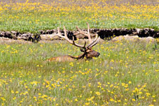 Elk