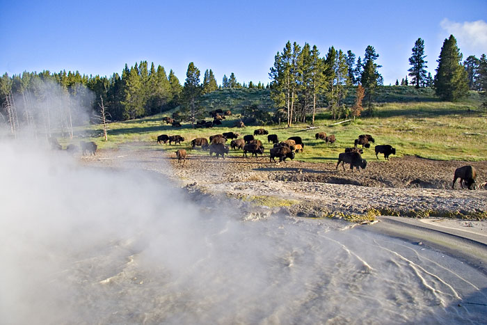 [Buffalo at Mud Volcano]