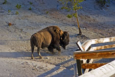 Buffalo near Boardwalk