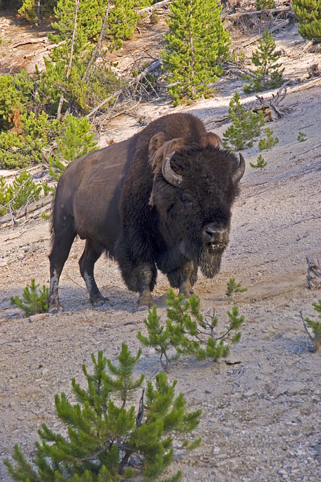 [American Buffalo]