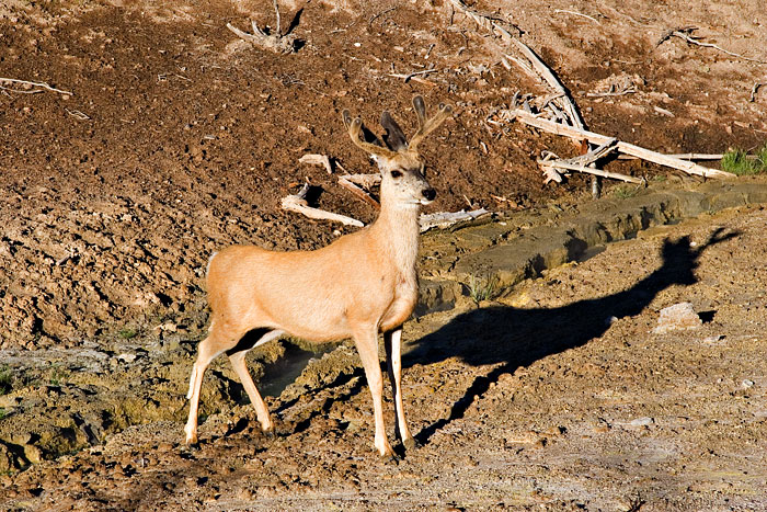 [Mule Deer]