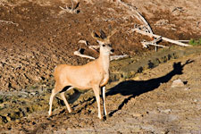 Mule Deer