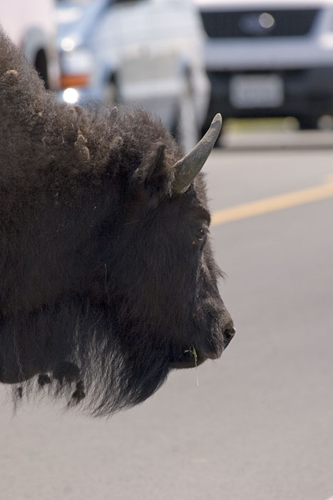 [Buffalo in Traffic]