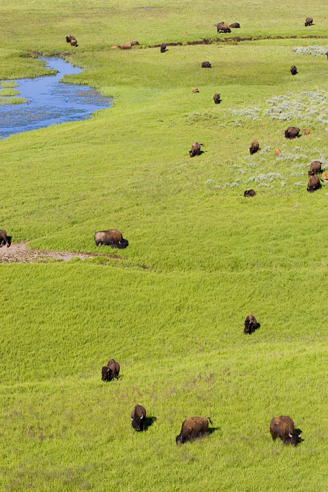 [Buffalo in Hayden Valley]