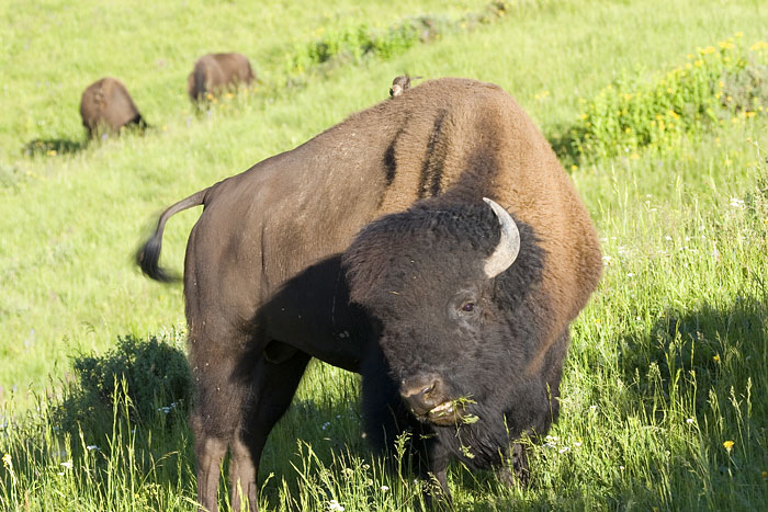 [Buffalo with Cowbird]