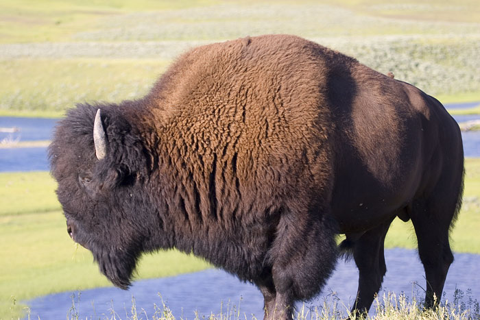 [Buffalo at Overlook]