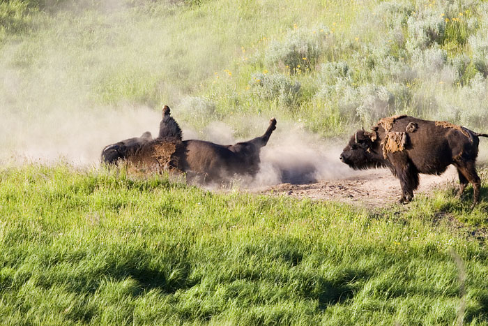 [Buffalo Taking Dust Bath]