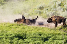 Buffalo Dust Bath