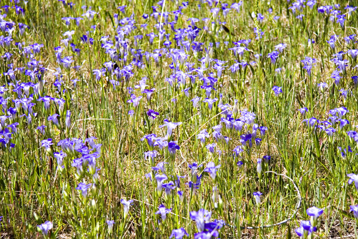 [Fringed Gentian]