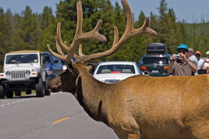 [Elk Viewing]