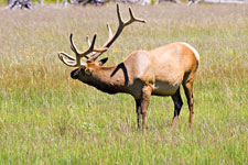 Elk