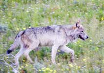 Gray Wolf