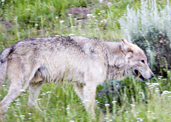 [Gray Wolf]