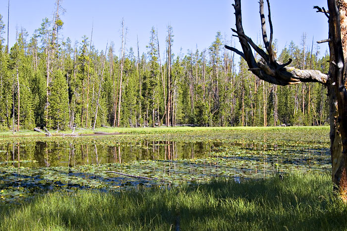 [Lily Pond Lake]