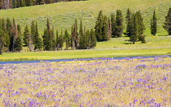 Wildflowers