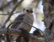 Gray Jay