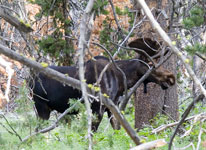 Bull Moose