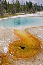 Blue Funnel Spring