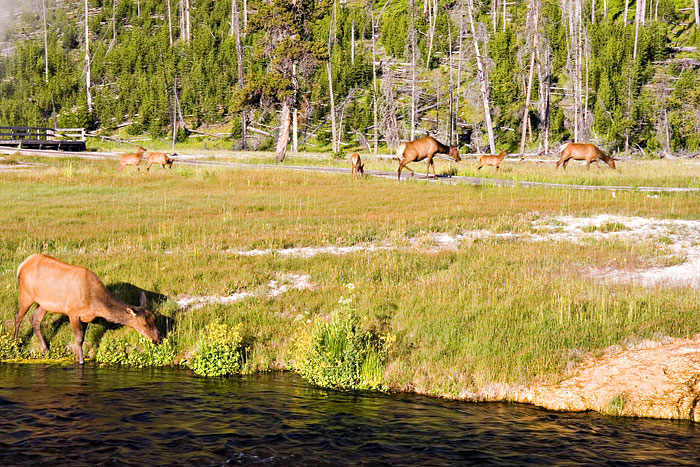 [Elk at Black Sand Basin]