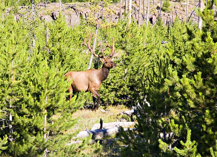 [Bull Elk at Biscuit Basin]