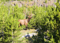 Bull Elk at Biscuit Basin