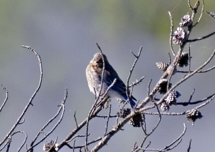 [Mountain Bluebird]