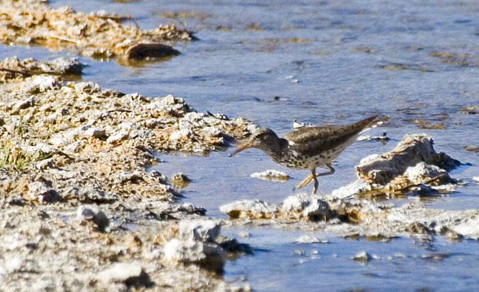 [Spotted Sandpiper]