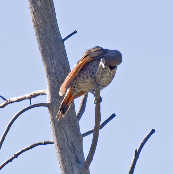 [Northern Flicker]