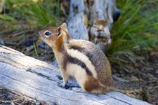 Golden-mantled Ground-Squirrel