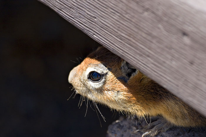 [Golden-mantled Ground-Squirrel]