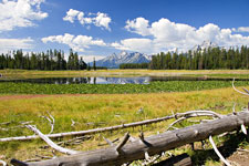 Tetons and Heron Pond