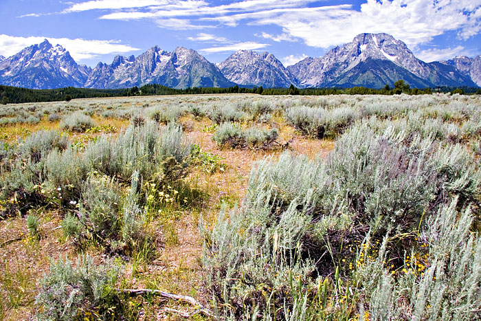 [The Tetons]