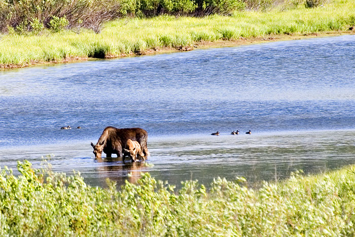 [Moose with Calf]