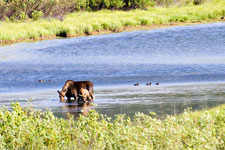 Moose with Calf