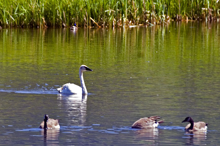 [Trumpeter Swan]