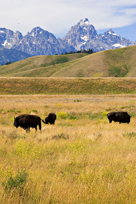 [Buffalo and Tetons]