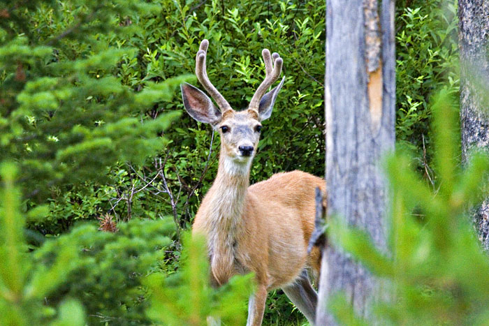 [Mule Deer]